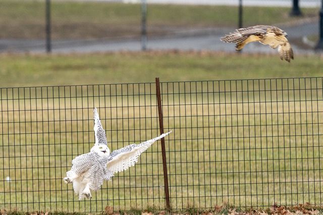 Photographs of the Snowy Owl reacting to a Red tail hawk flying over - the owl is puffed up with its wings spread